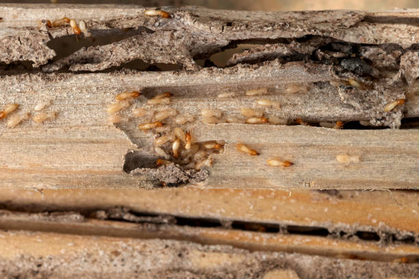 Best Emergency Pest Control  in Punta Rassa, FL